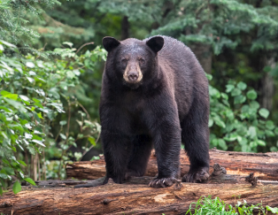 Black Bear in the Forest